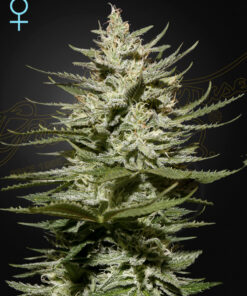 The Church CBD Green House Seeds