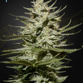 The Church CBD Green House Seeds