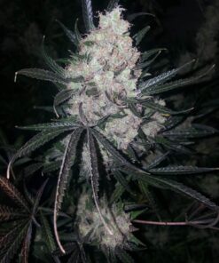 The Ultimate Dutch Passion Seeds