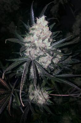 The Ultimate Dutch Passion Seeds