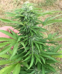 Think Fast Dutch Passion Seeds
