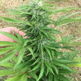 Think Fast Dutch Passion Seeds