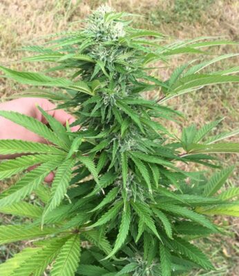 Think Fast Dutch Passion Seeds