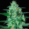 Thunder Bloody Mary Auto SamsaraSeeds