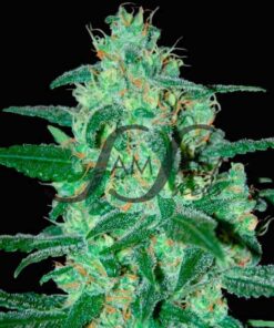 Thunder Bloody Mary Auto SamsaraSeeds
