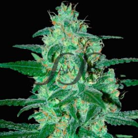 Thunder Bloody Mary Auto SamsaraSeeds