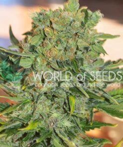 Tonic Ryder CBD Auto WorldOfSeeds