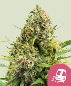 Trainwreck Royal Queen Seeds