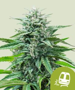Trainwreck Auto Royal Queen Seeds