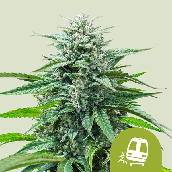Trainwreck Auto Royal Queen Seeds