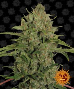 Triple Cheese Barneys Farm Seeds