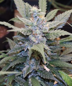 Triple G Auto Royal Queen Seeds