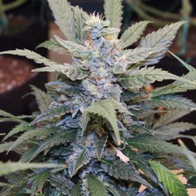 Triple G Auto Royal Queen Seeds