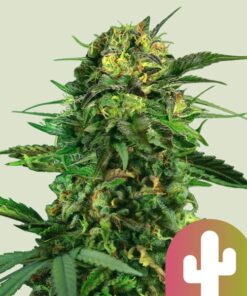 Tropical Mirage Royal Queen Seeds