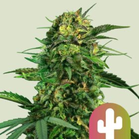 Tropical Mirage Royal Queen Seeds