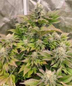Tropical Tangie Dutch Passion Seeds