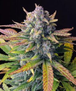 Tropicana Cookies Auto — изображение 2