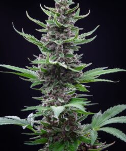Tropicana Cookies Auto — изображение 3