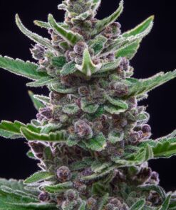 Tropicana Cookies Auto — изображение 4
