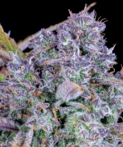 Tropicana Cookies Auto — изображение 5