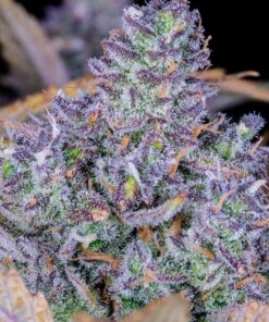 Tropicana Cookies Auto — изображение 6