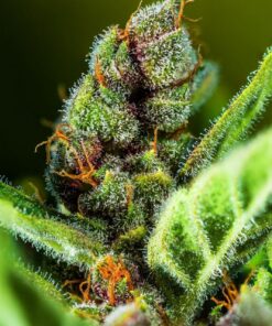Tropicana Cookies Auto — изображение 7