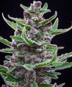 Tropicana Cookies Auto — изображение 8