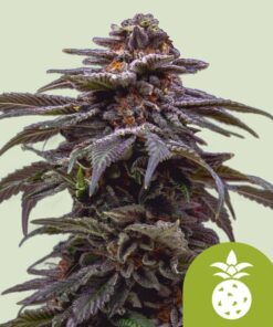 Tropicana Cookies Purple Auto Royal Queen Seeds