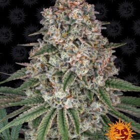 Tropicanna Banana Barneys Farm Seeds
