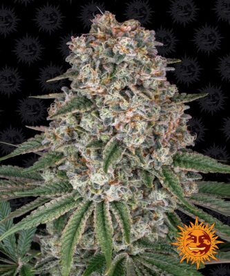 Tropicanna Banana Barneys Farm Seeds