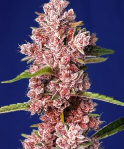 Tropicanna Poison Fast Sweet Seeds