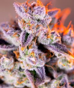 Tropicanna Poison XL Auto Sweet Seeds