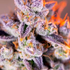 Tropicanna Poison XL Auto Sweet Seeds