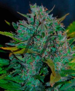 Ultraviolet Auto SamsaraSeeds