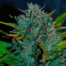 Ultraviolet Auto SamsaraSeeds