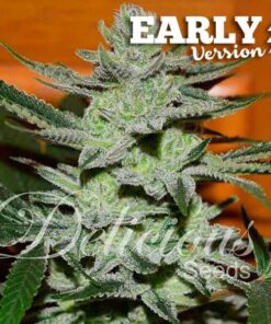 Unknown Kush Early Version Delicious Seeds