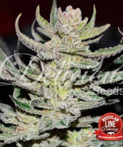 Unknown Kush Regular Delicious Seeds