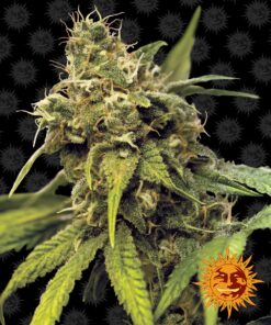 Utopia Haze Barneys Farm Seeds