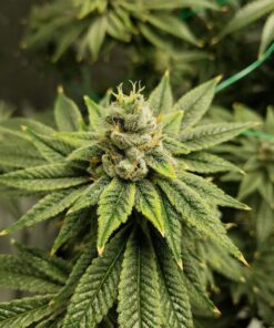 Vanilla Kush — изображение 11