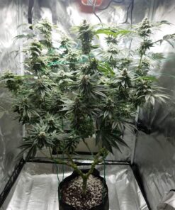 Vanilla Kush — изображение 12