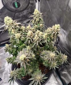 Vanilla Kush — изображение 13