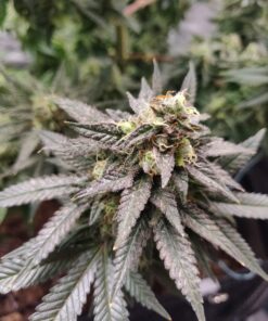 Vanilla Kush — изображение 14