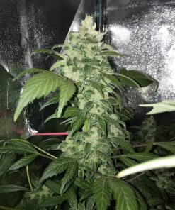 Vanilla Kush — изображение 15
