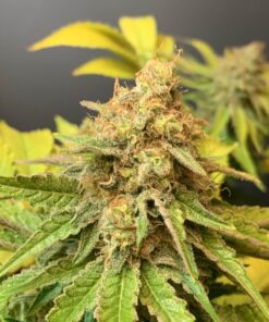Vanilla Kush — изображение 16