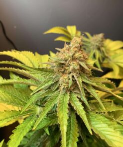 Vanilla Kush — изображение 17