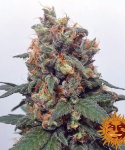 Vanilla Kush — изображение 3