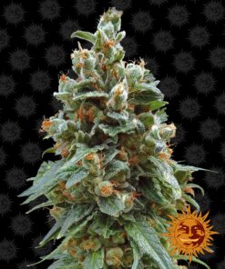 Vanilla Kush Barneys Farm Seeds