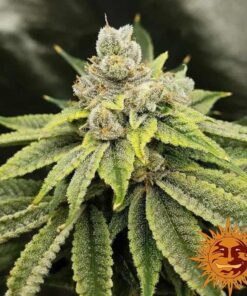 Vanilla Kush — изображение 4