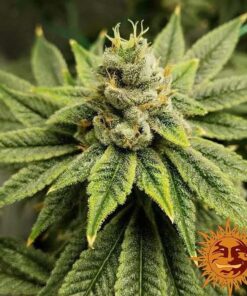 Vanilla Kush — изображение 5