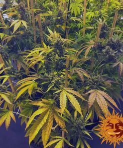 Vanilla Kush — изображение 6